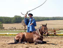 Gödöllö Palace, equestrian show