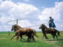 Excursion to Puszta, equestrian show